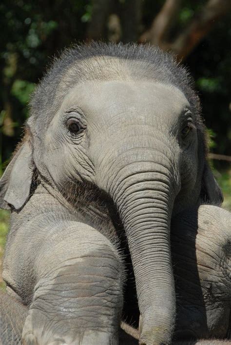 Beautiful Face Cute Baby Animals Elephant Baby Elephant