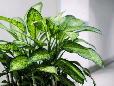 16 Incredible And Easy To Grow Indoor Tropical Foliage Plants For Your
