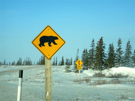 Living With Bears In Churchill Explore