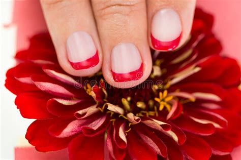 Female Hands With Manicure Nail Holding Gerbera Stock Image Image Of Fashion Beautician 59658943