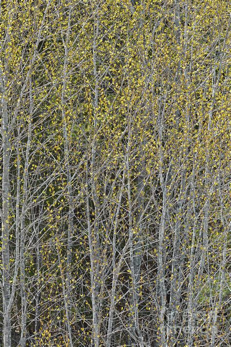 Emerging Leaves Photograph By Alan L Graham Fine Art America