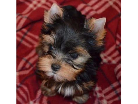 Our iowa raised morkie puppies are a cross between a purebred registered maltese female and a purebred registered yorkshire terrier (yorkie) male. Yorkie Puppies For Adoption - Animals - Iowa City - Iowa ...
