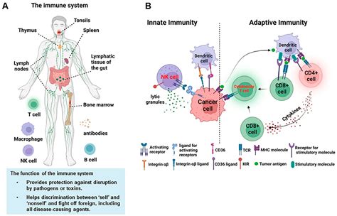 Cancers Free Full Text The Function Of Nk Cells In Tumor Metastasis