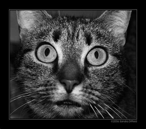 Shocked Cat By Grugster On Deviantart