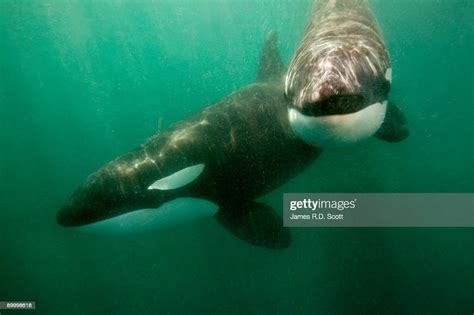 Wild Killer Whales Photo Getty Images