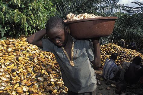Groups Move To Curb Child Labour In Africas Cocoa Industry — Nigeria