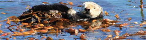 Sea Otters Point Lobos Foundation