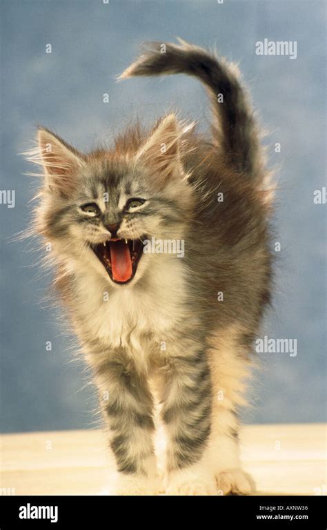 Young Cat Hissing Stock Photo Alamy