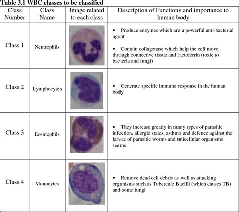 Table 512 From Automatic White Blood Cell Differential Classification