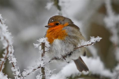 Rotkehlchen Im Winter Beautiful Birds Robin Bird Beautiful Winter