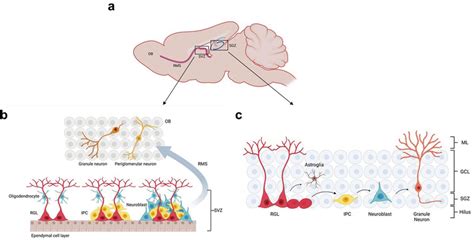 Adult Neurogenesis A Adult Neurogenesis In The Olfactory Bulb Svz