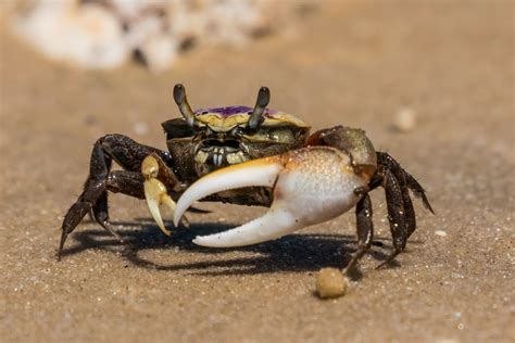The One Thing Male Fiddler Crabs Do That Drastically Reduces Mating