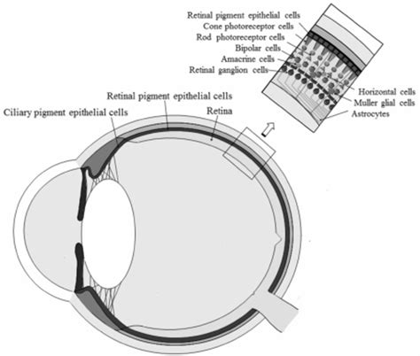 Anatomy Of Human Eye Ciliary Pigment Epithelial Cells And Retinal