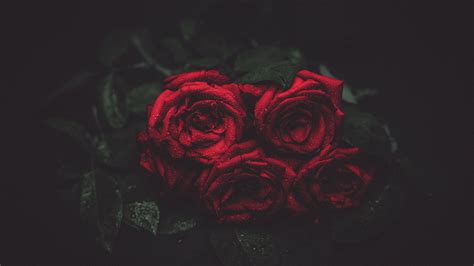 Red Roses 4k Ultra Hd Wallpaper Background Image 3840x2160 Id