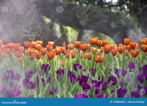 Multicolored Tulips In The Flower Garden Stock Photo Image Of