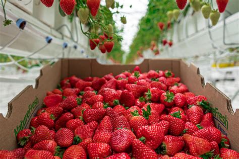 Nature Fresh Farms Announces Expansion Of Strawberry Acreage Nature Fresh Farms