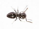 Preventing White Ants