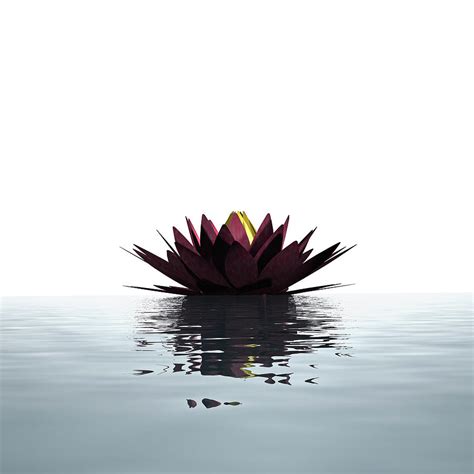 Lotus Flower Floating On The Water By Artpartner Images