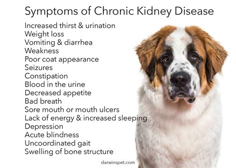 If your dog has recently been diagnosed with kidney disease, you're probably feeling lost and unsure what to do. Dog Food for Kidney Disease: How to Choose and Provide the ...