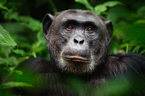 Chimpanzee Guide Food Habitat Tool Use And More Bbc Wildlife Discover Wildlife