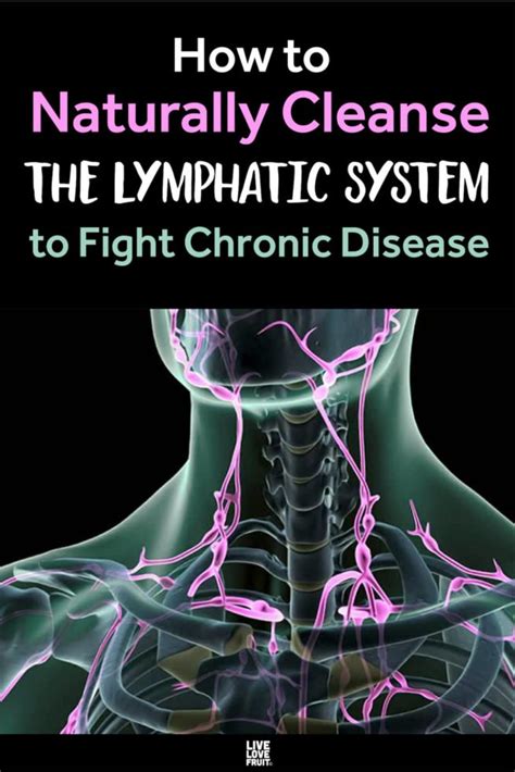 How To Drain Your Lymphatic System Reverasite