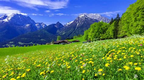 Mountain Meadow Landscape With Beautiful Mountain Flowers Yellow And