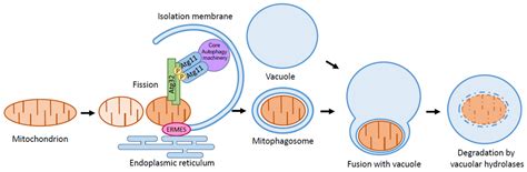 Cells Free Full Text Mitophagy In Yeast Molecular Mechanism And