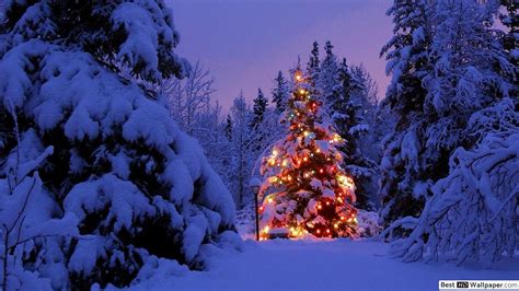 Die 73 Besten Weihnachtsbaum Hintergrundbilder