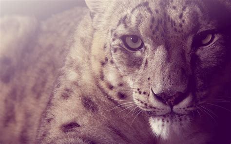 Snow Leopard Hd Wallpaper Background Image 1920x1200