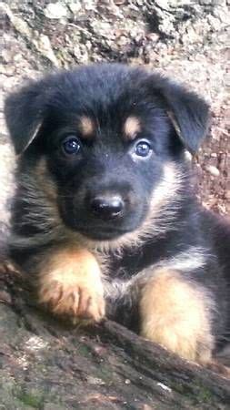 I am okay to travel within reason. Pup for sale on Craigslist - Please Share | Puppies, Puppy ...