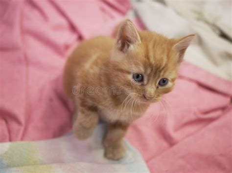 Cute Adorable Ginger Baby Kitten Portrait Medium Shot Stock Photo