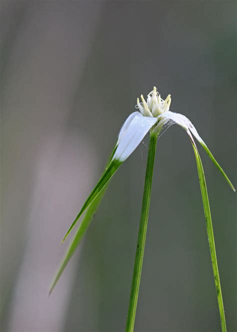 White Topped Sedge Rhynchospora Colorata Lake Jesup Wild Flickr