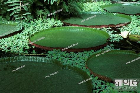 Giant Water Lily Victoria Amazonica X V Cruziana Kew Gardens