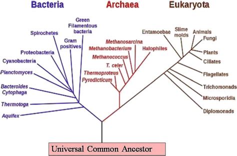 2 A Tree Of Three Domains Of Life Archaea Bacteria And Eukarya