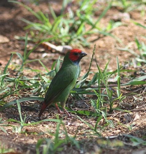 Red Headed Parrotfinch Alchetron The Free Social Encyclopedia