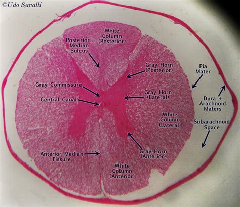 Spinal Cord Tissue Labeled