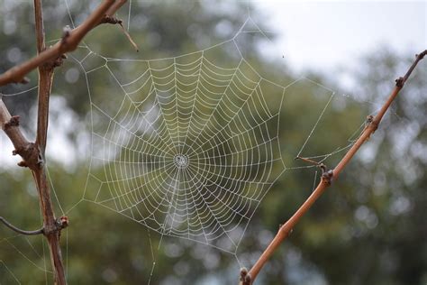 Free Images Nature Branch Fauna Material Invertebrate Spider Web