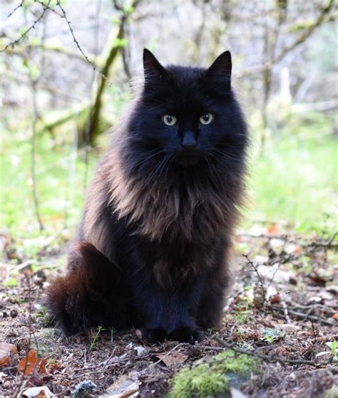 Mr Fluffy Hagrid Deserves A More Majestic Name Fluffy Black Cat
