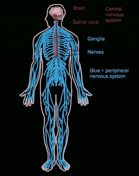 Nervous System Worksheet High School Lovely Nervous System Worksheet Pack With Diagrams By Help