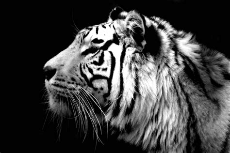 All of the tiger wallpapers bellow have a minimum hd resolution (or 1920x1080 for the tech guys) and are easily downloadable by clicking the image and saving it. White Tiger Backgrounds - Wallpaper Cave