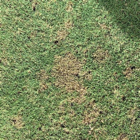 Bermuda Lawn Fungus Control And Cure Dollar Spot Brown Patch S1e18