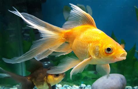 How To Take Care Of Goldfish In Aquarium Aquarium Views