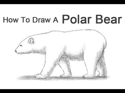 Demystify the process by learning how to draw hands step by step. How to Draw a Polar Bear - YouTube
