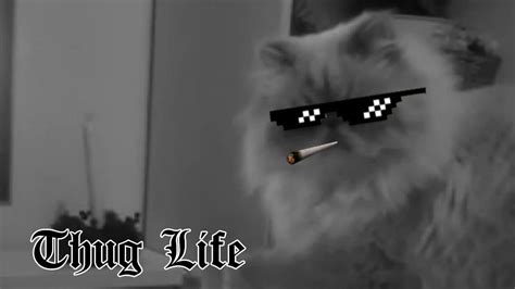 Cat Thug Life Funny Video Youtube
