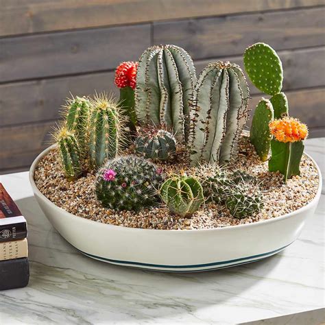 How To Make A Cactus Garden In A Bowl Cactus Garden In Glass Bowl 9