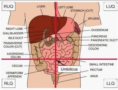 The abdomen can be divided into quadrants or regions to describe the location of an organ or structure. What are abdominopelvic quadrants organs? How important are they? - Quora