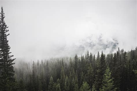 Free Images Tree Nature Forest Wilderness Snow Winter Cloud Fog Mist Sunlight Cloudy