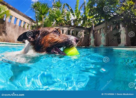Funny Dog Swim In Pool Stock Photo Image Of Jack Active 75149084