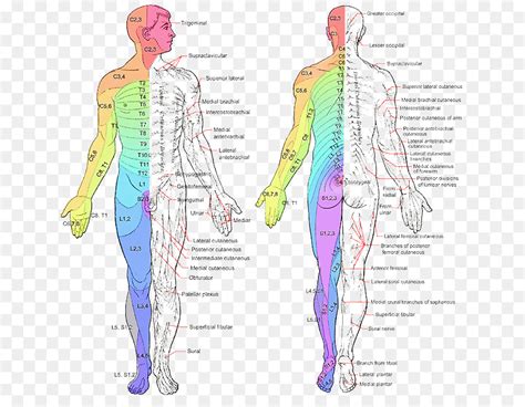 Dermatomes Nervous System Anatomy Nerve Spinal Nerve Kulturaupice