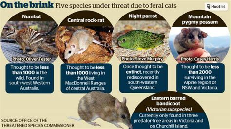 War On Feral Cats Australia Aims To Cull 2 Million The Land Nsw